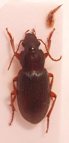 Ophonus puncticeps