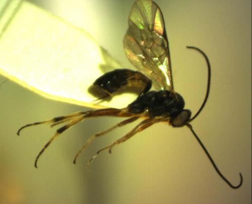 Phobocampe bicingulata
