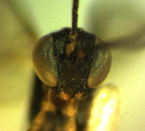 Phobocampe bicingulata