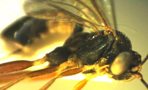 Phobocampe bicingulata