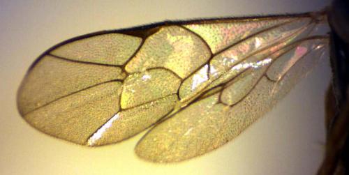Phobocampe bicingulata