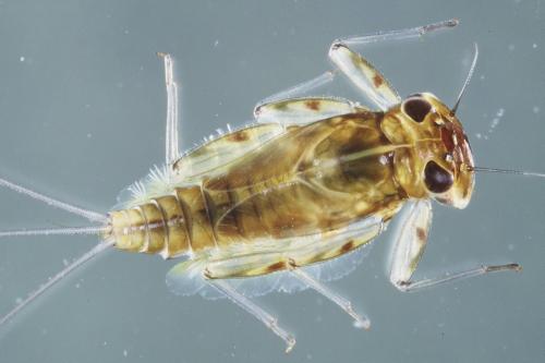 Réf. 136 849 : Rhithrogena sp.