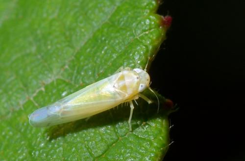 Ribautiana debilis