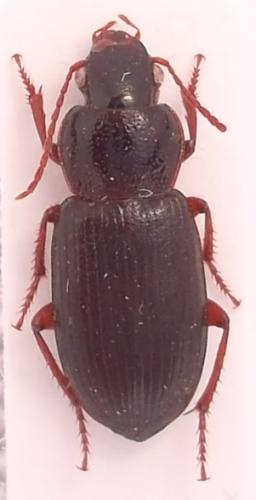 Ophonus subquadratus