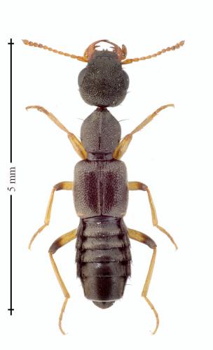 Rugilus geniculatus