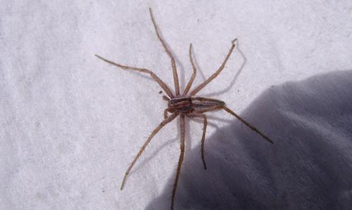 Tibellus sp.