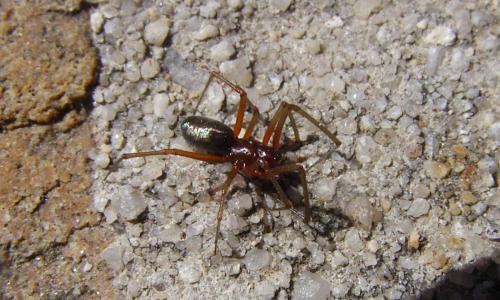 Linyphia_sl sp.