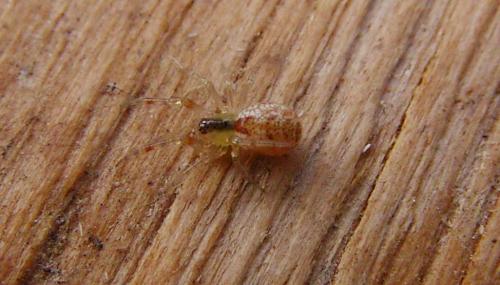 Anelosimus sp.