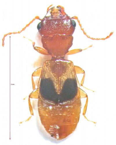 Réf. 136 996 : Inopeplus praeustus
