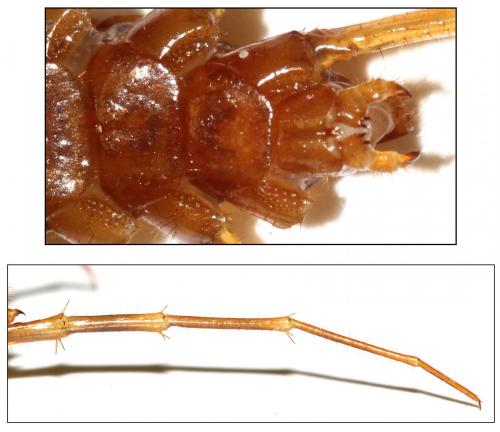 Réf. 136 401 : Eupolybothrus longicornis