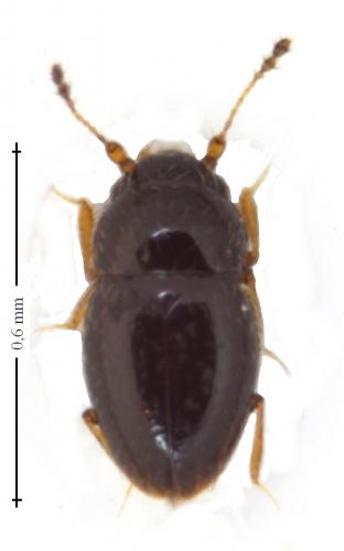 Ptenidium sp.