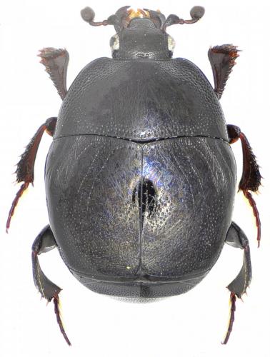 Réf. 136 322 : Saprinus semistriatus