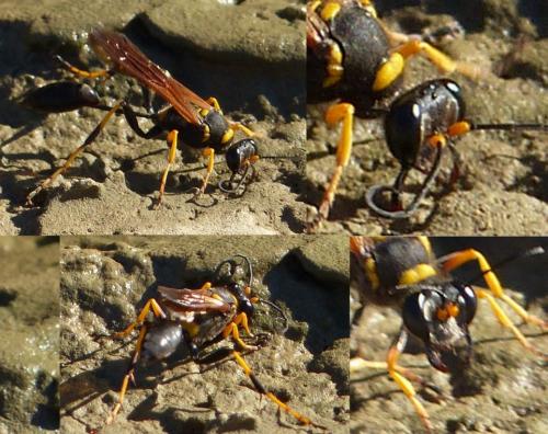 Réf. 136 995 : Sceliphron caementarium