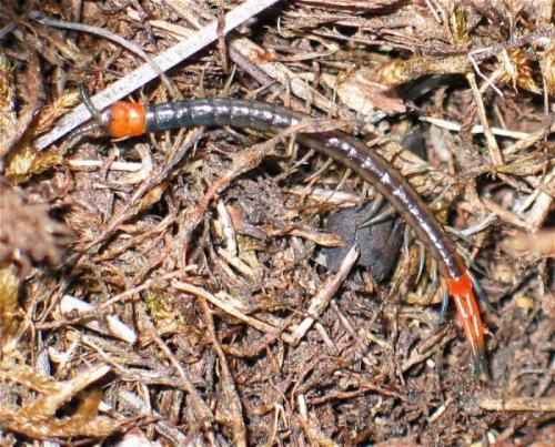 Réf. 136 259 : Scolopendra cingulata
