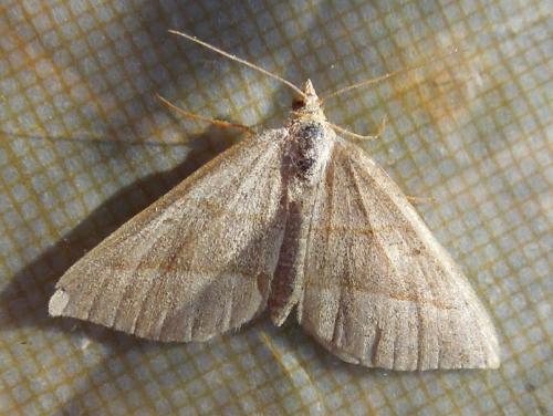 Réf. 136 216 : Scotopteryx sp.