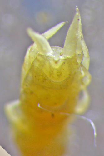 Scutigerella sp.