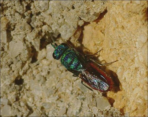 Réf. 136 925 : Chrysis sp.