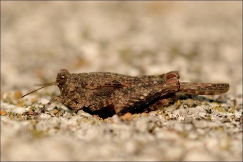 Paratettix meridionalis