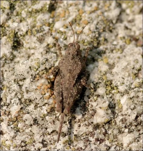 Paratettix meridionalis