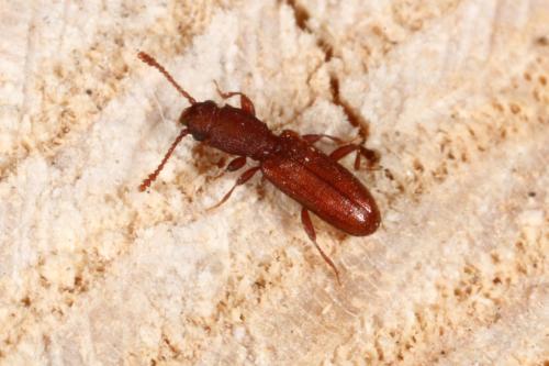 Silvanus unidentatus