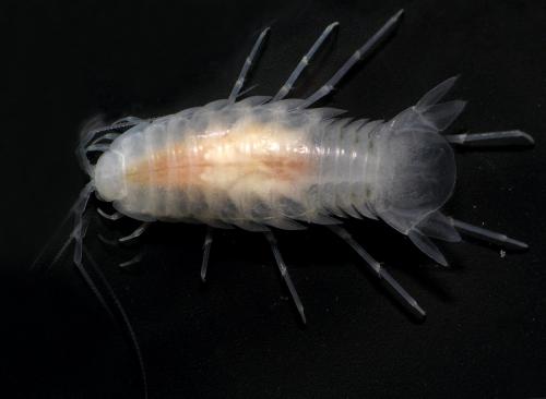 Sphaeromides raymondi