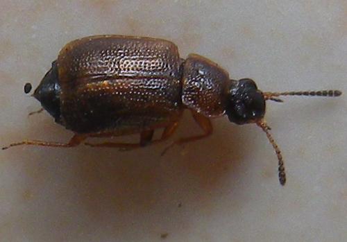 Réf. 136 474 : Anthobium atrocephalum