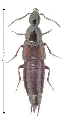 Réf. 136 206 : Philonthus sp.