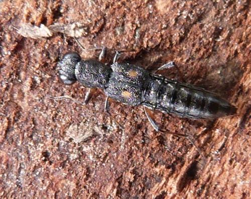 Stenus bimaculatus