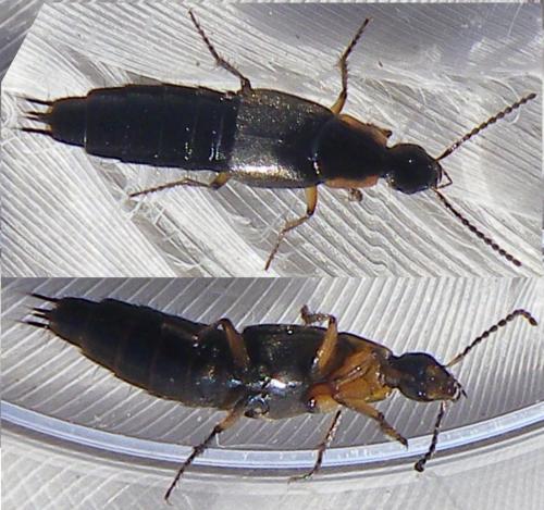 Réf. 136 860 : Philonthus marginatus