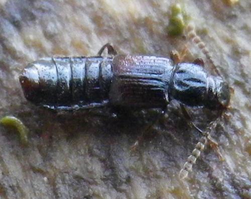 Réf. 136 772 : Coprophilus striatulus