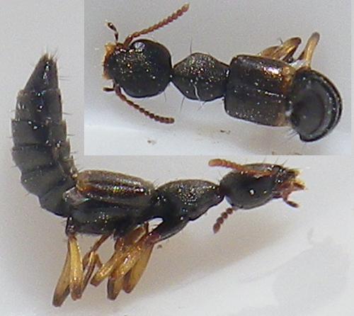 Rugilus orbiculatus