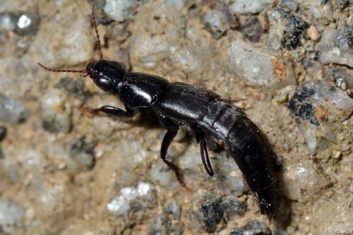 Quedius sp.
