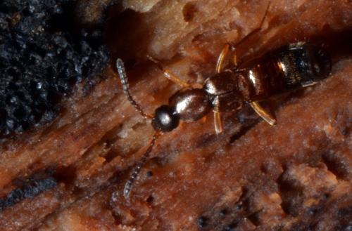 Drusilla canaliculata
