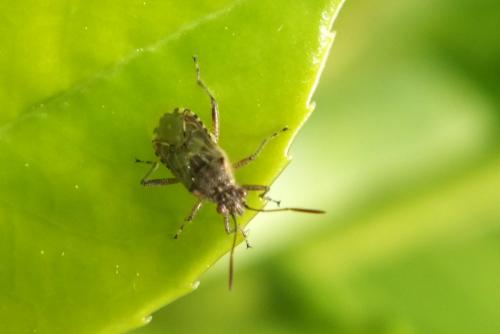 Liorhyssus hyalinus
