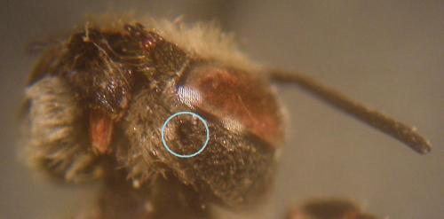Coelioxys sp.