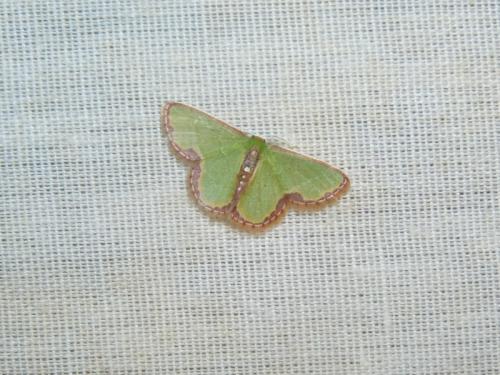 Synchlora expulsata