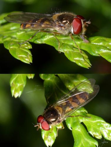 Meliscaeva auricollis