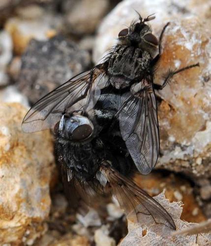 Réf. 136 486 : Bothria frontosa