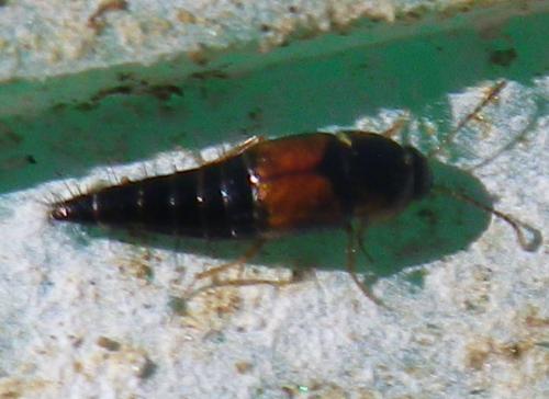 Réf. 136 536 : Tachyporus hypnorum