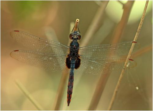 Tauriphila australis