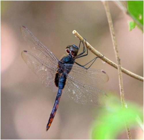 Tauriphila australis