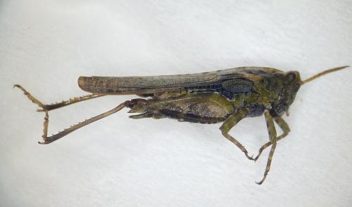 Réf. 136 557 : Tetrix ceperoi ceperoi