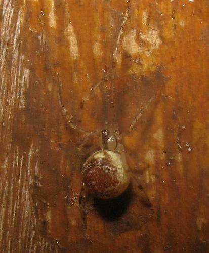Réf. 136 798 : Theridion varians