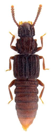 Thoracophorus corticinus