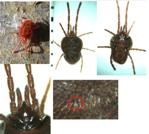 Réf. 136 641 : Allothrombium sp.