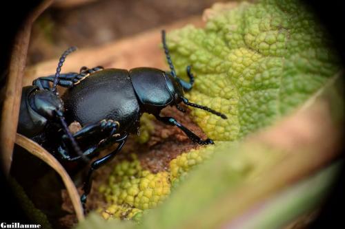 Timarcha goettingensis