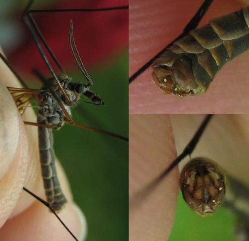 Tipula varipennis