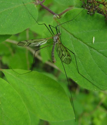 Tipula varipennis