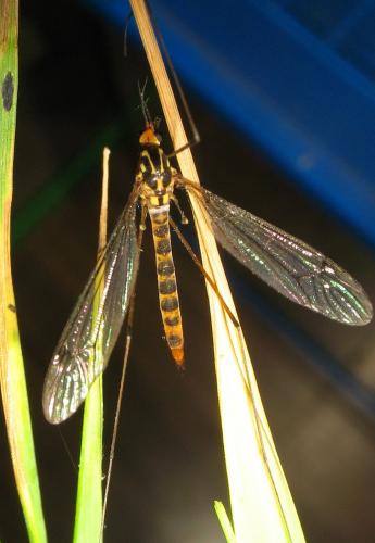Nephrotoma flavipalpis