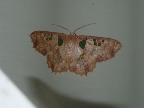Trygodes amphion